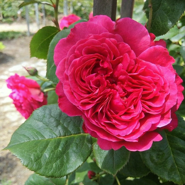 Alain Souchon Hybrid Tea Rose