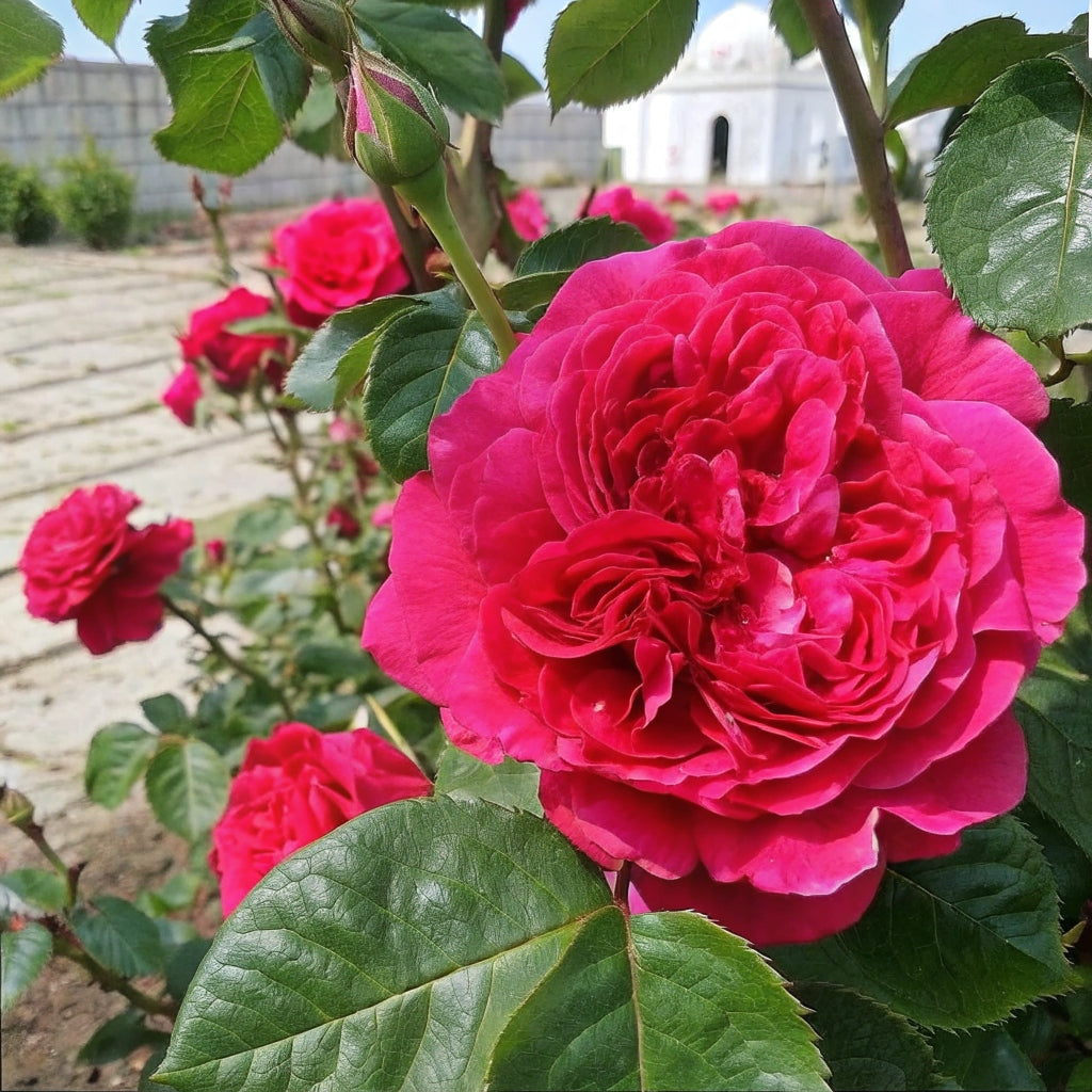 Alain Souchon Hybrid Tea Rose