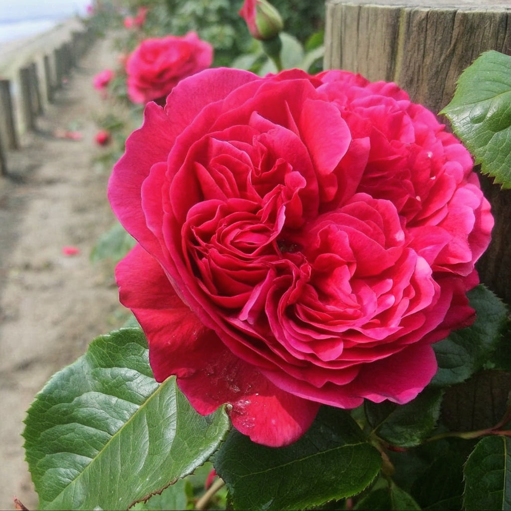 Alain Souchon Hybrid Tea Rose