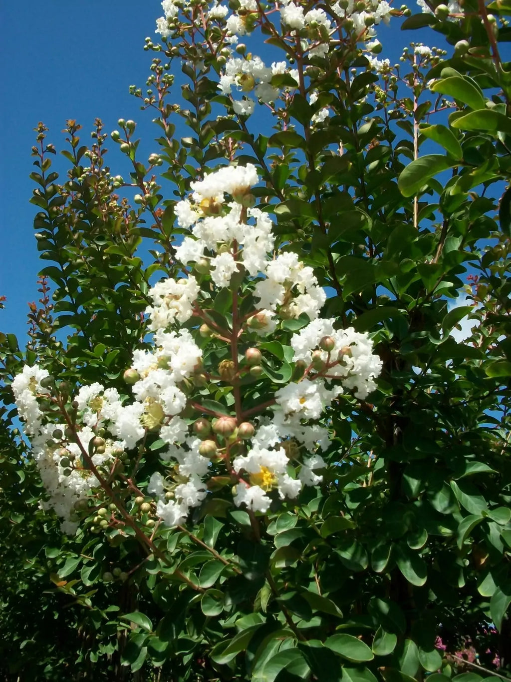 Bianco Grassi Lagerstroemia indica