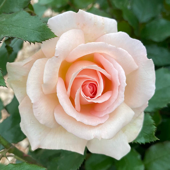 Chandos Beauty Hybrid Tea Rose