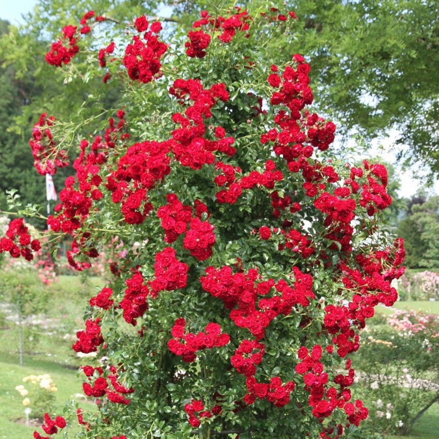 Crimson SILUETTA Rambler Rose