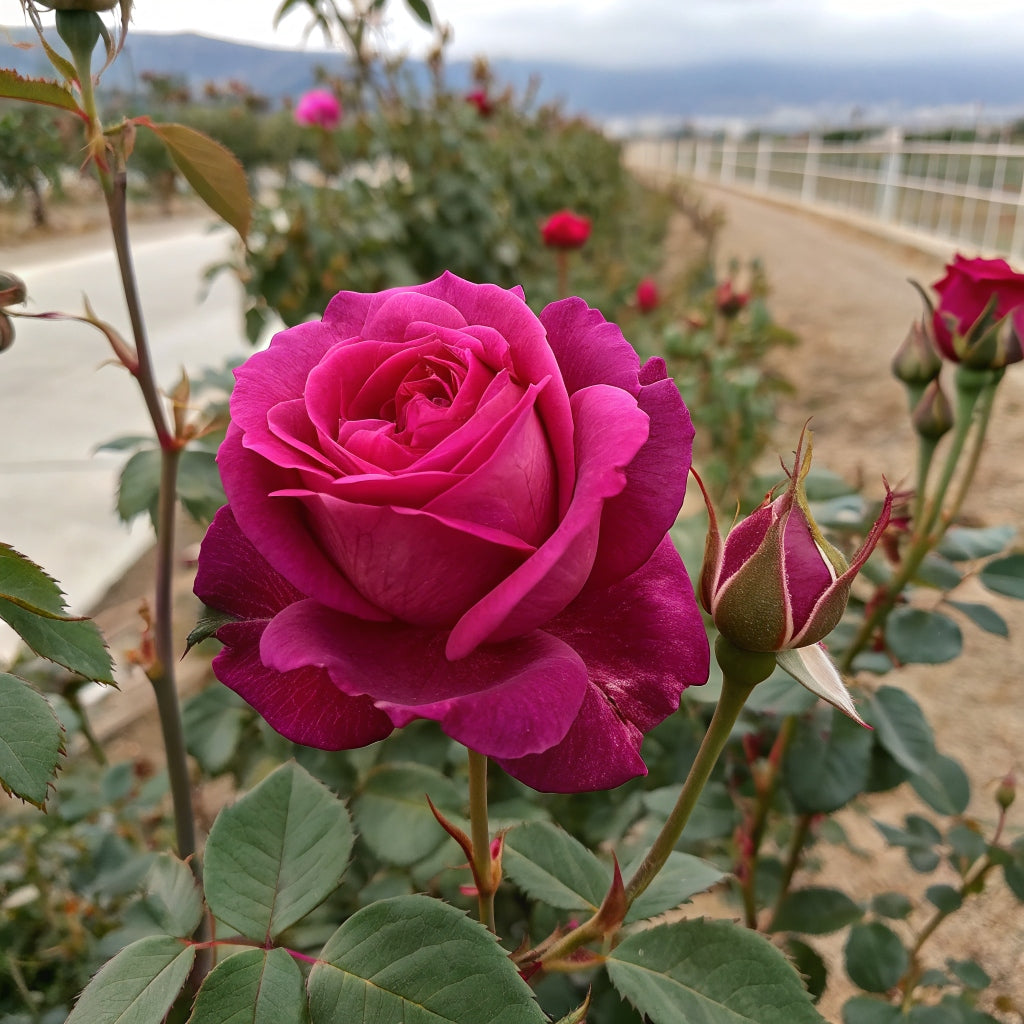 Old Port  Floribunda Rose