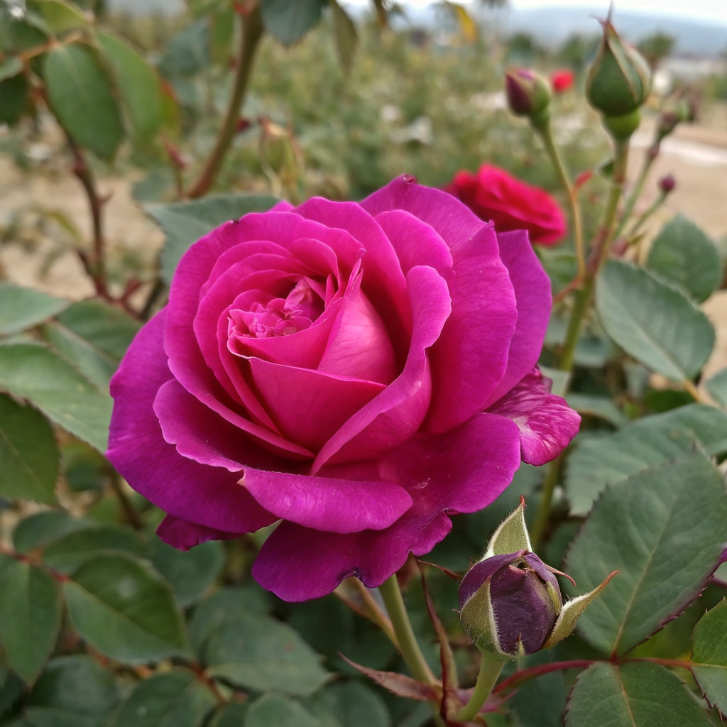 Old Port  Floribunda Rose