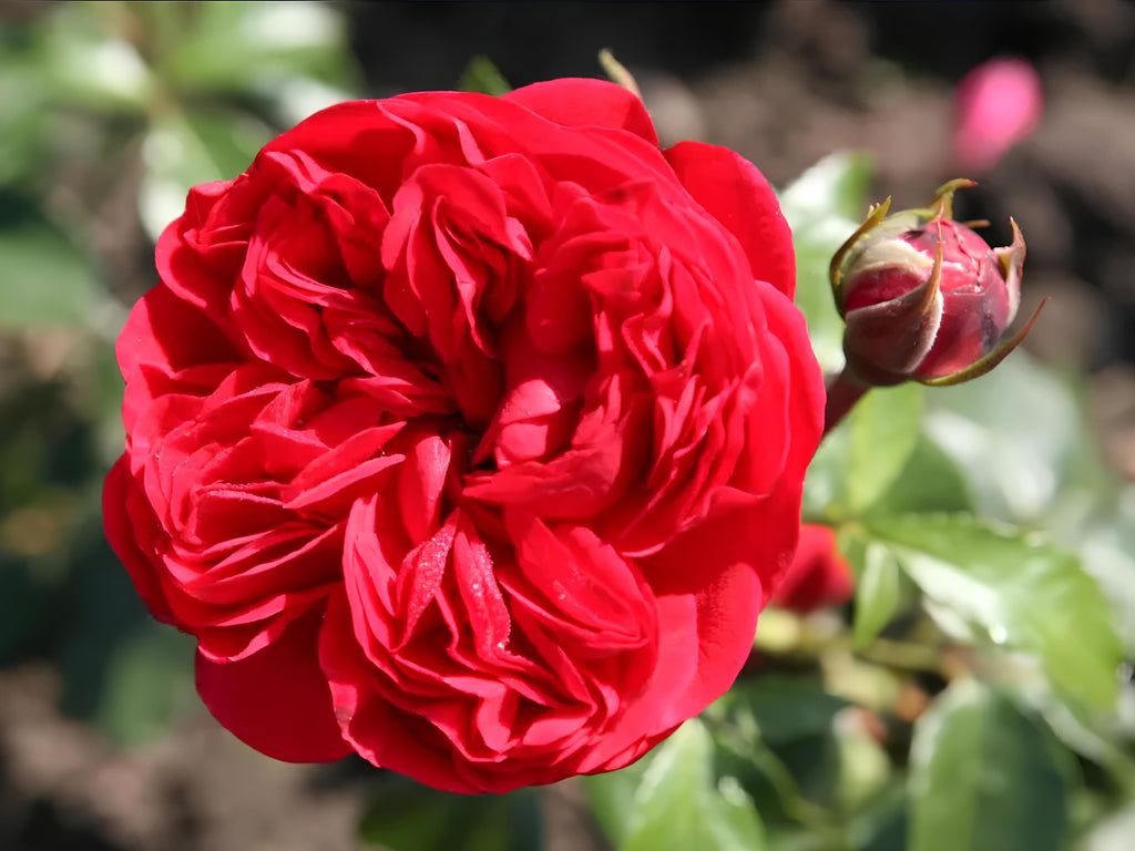 Out of Rosenheim Floribunda Rose