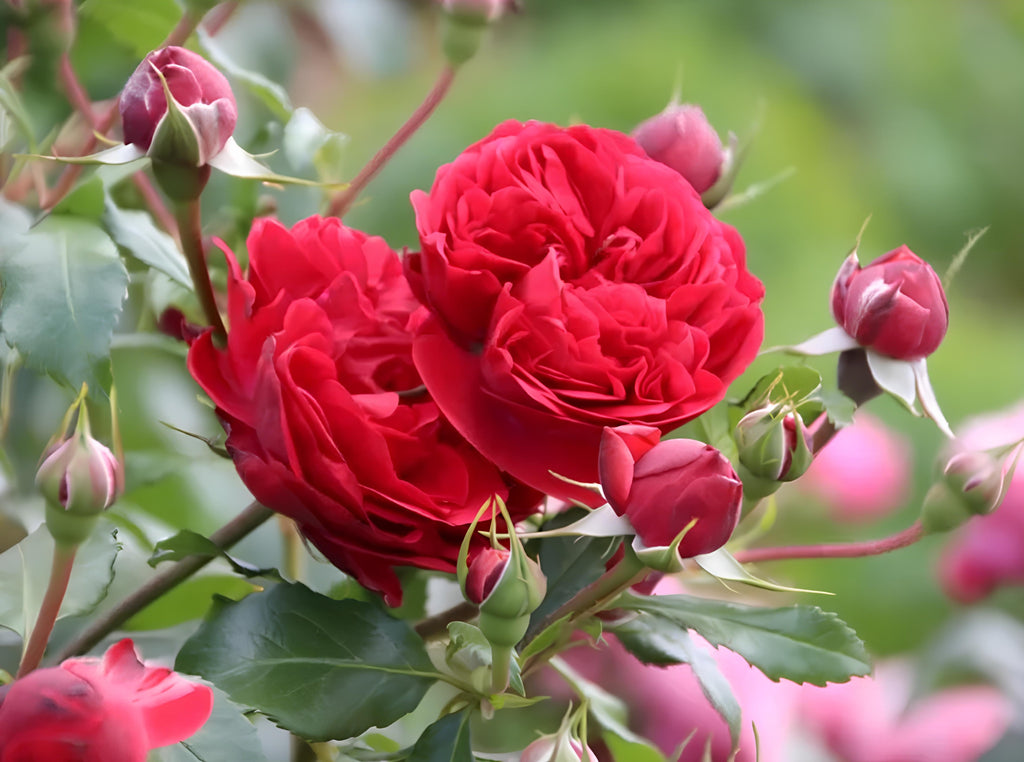 Out of Rosenheim Floribunda Rose