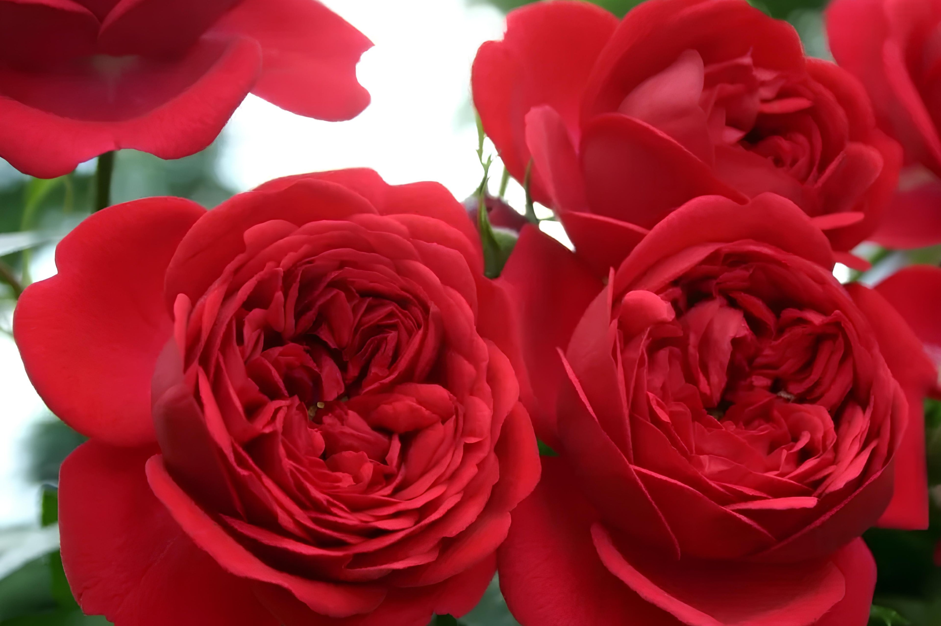 Out of Rosenheim Floribunda Rose