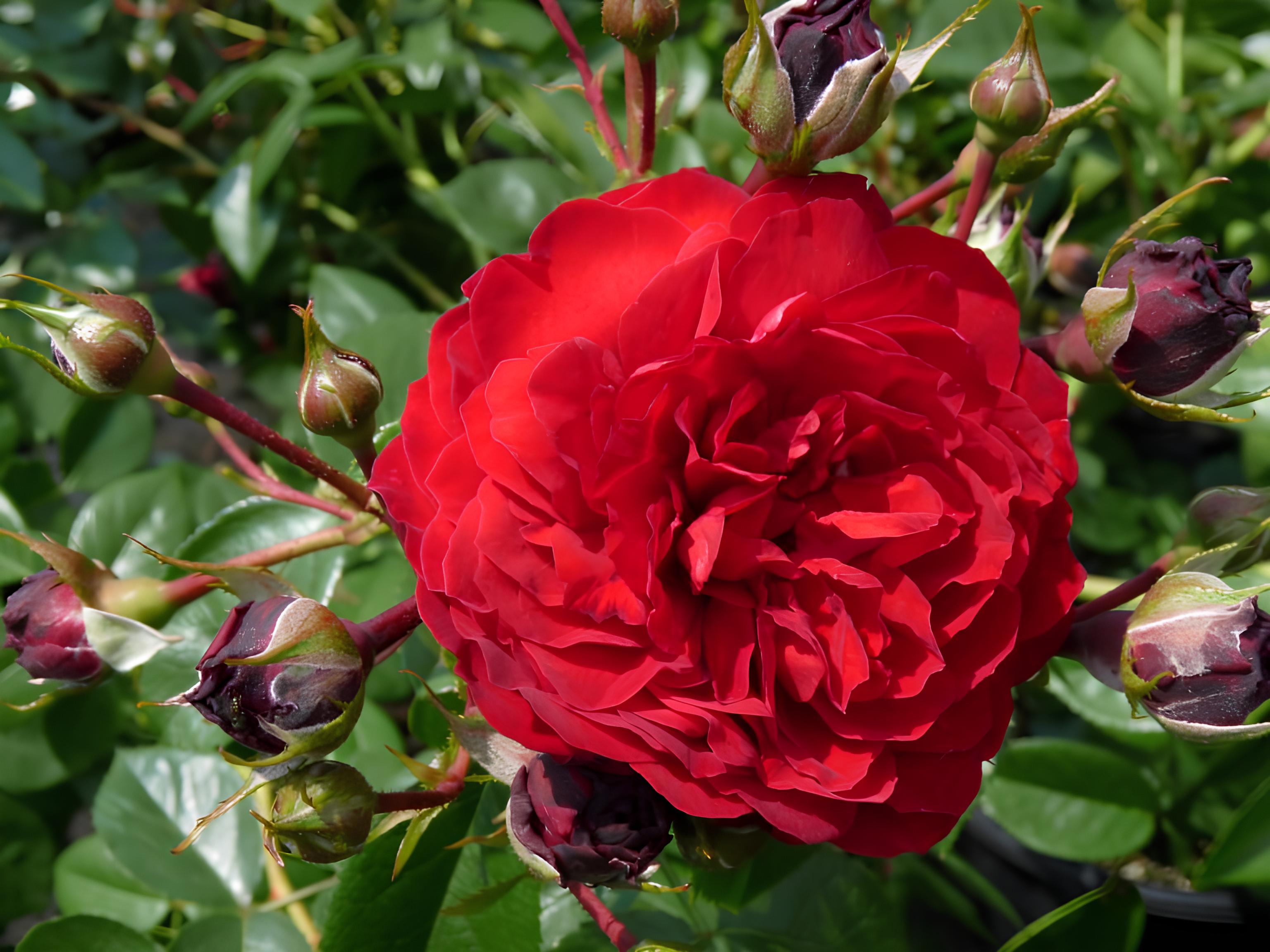 Out of Rosenheim Floribunda Rose