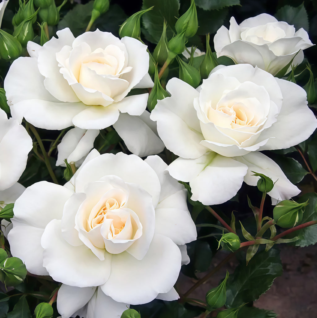 Peticoat  Floribunda Rose