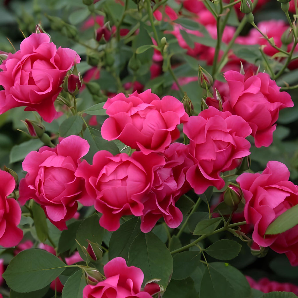 Pink forest  Floribunda Rose
