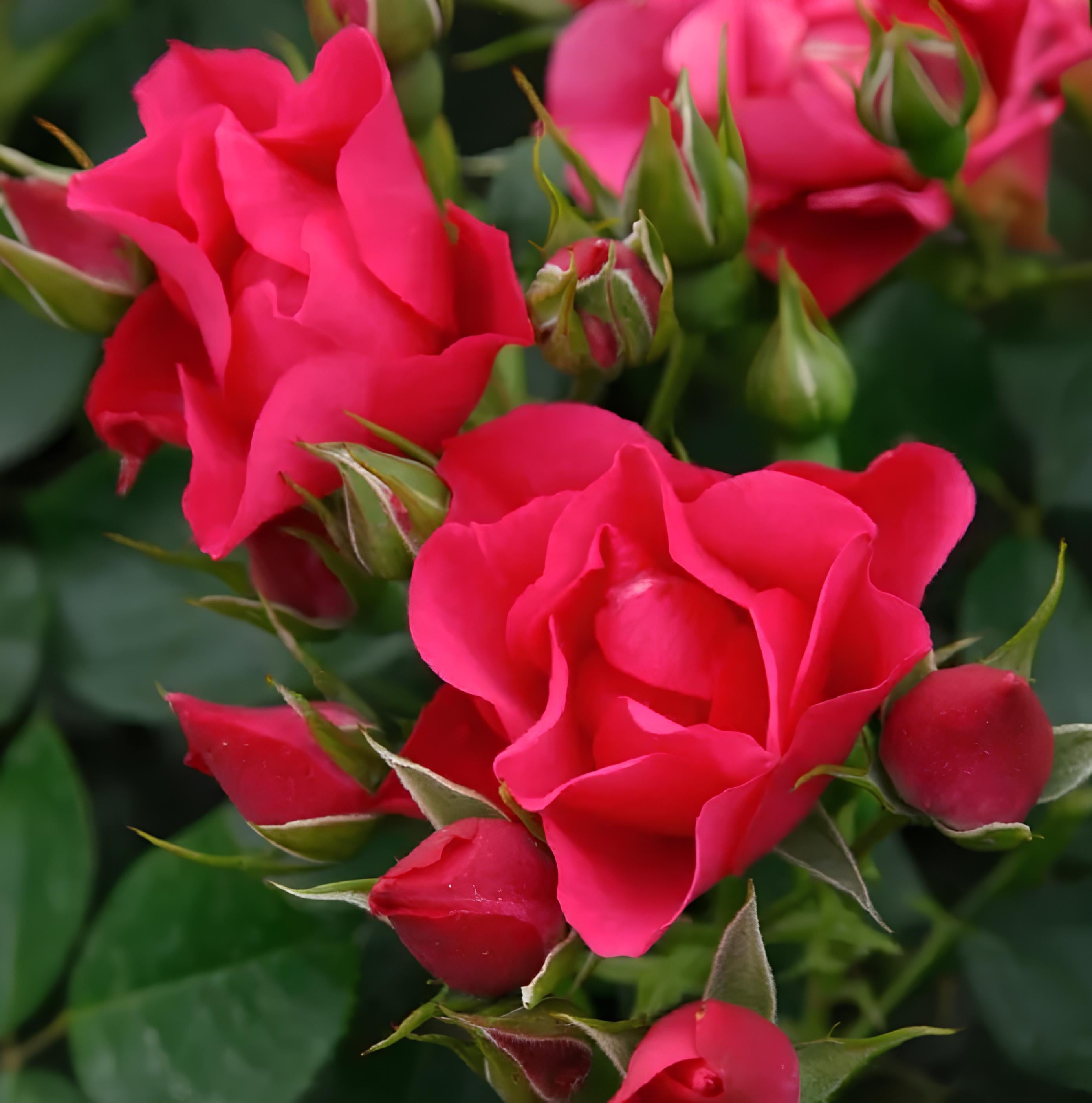 Pink forest  Floribunda Rose