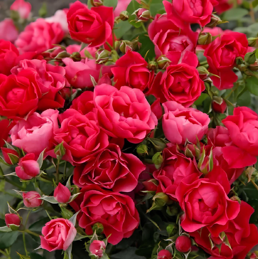 Pink forest  Floribunda Rose