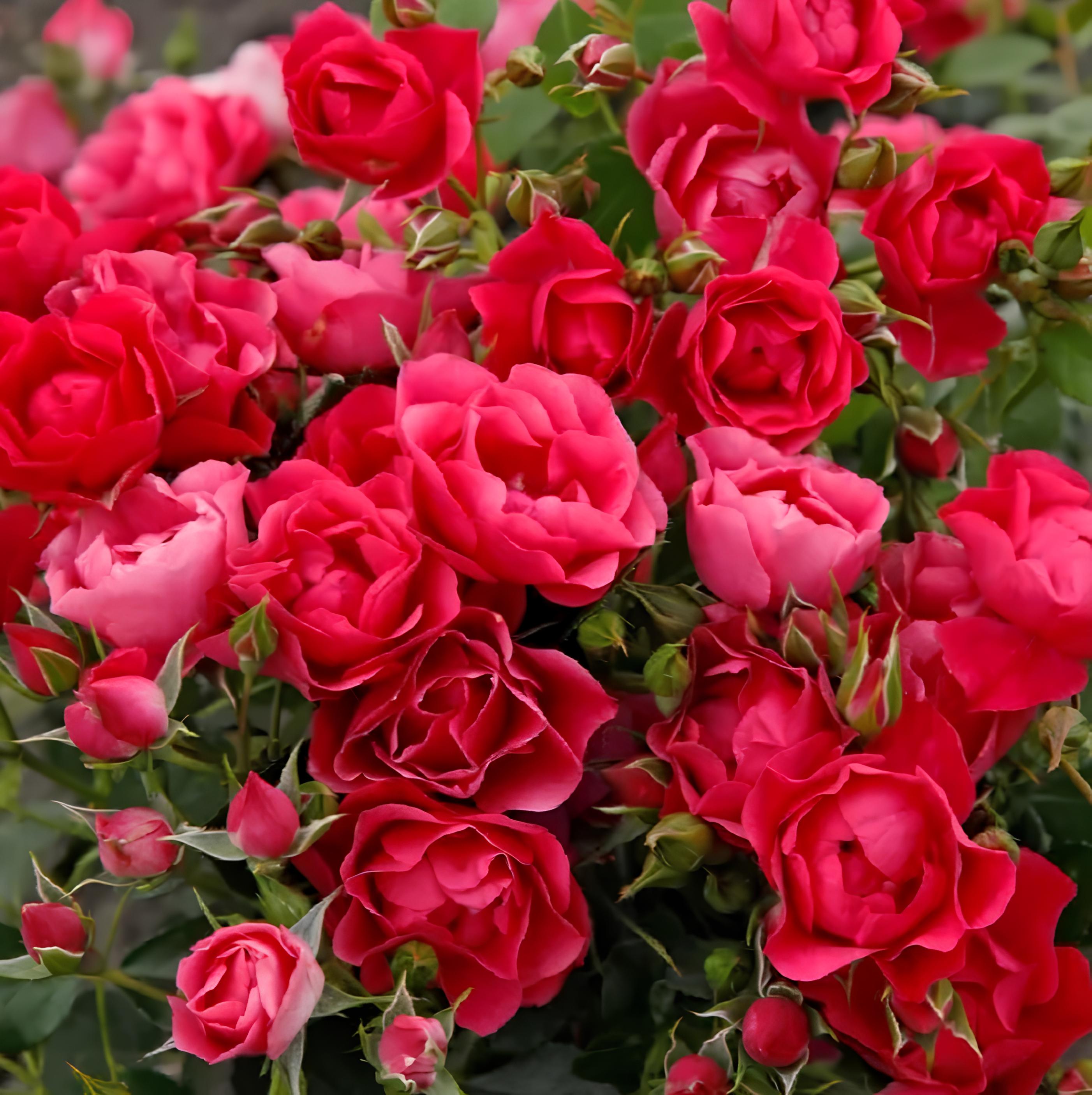 Pink forest  Floribunda Rose