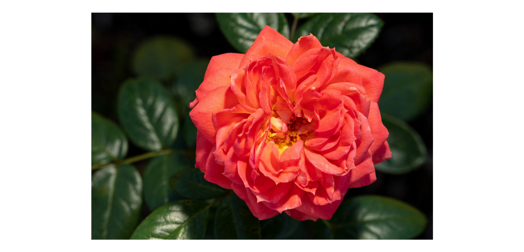 Queen of Hearts  Floribunda Rose