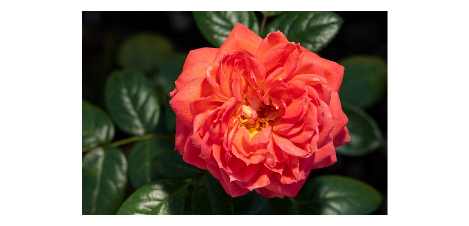 Queen of Hearts  Floribunda Rose