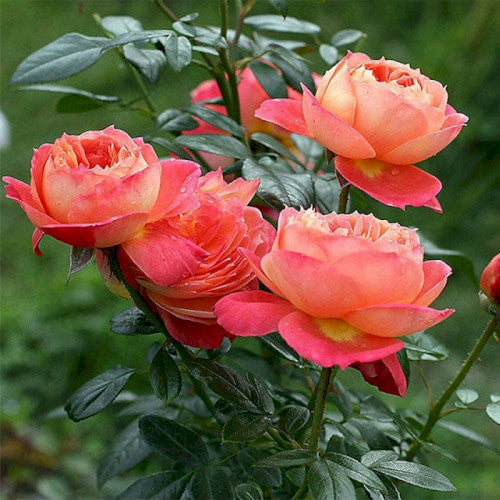 Queen of Hearts  Floribunda Rose