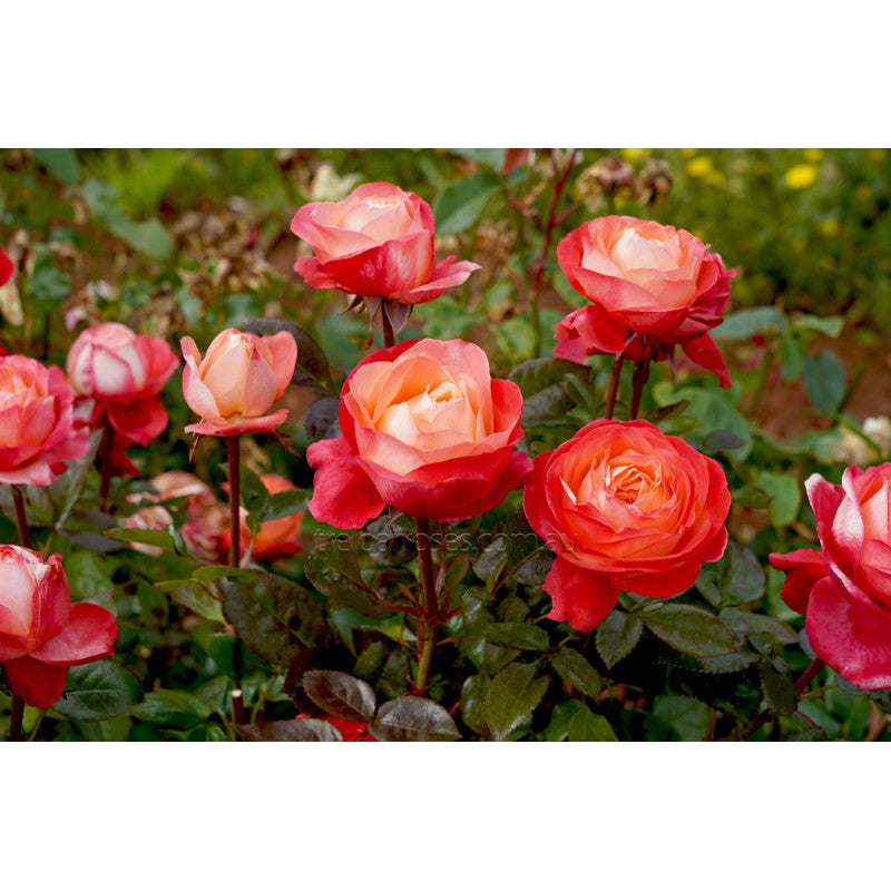 Queen of Hearts  Floribunda Rose