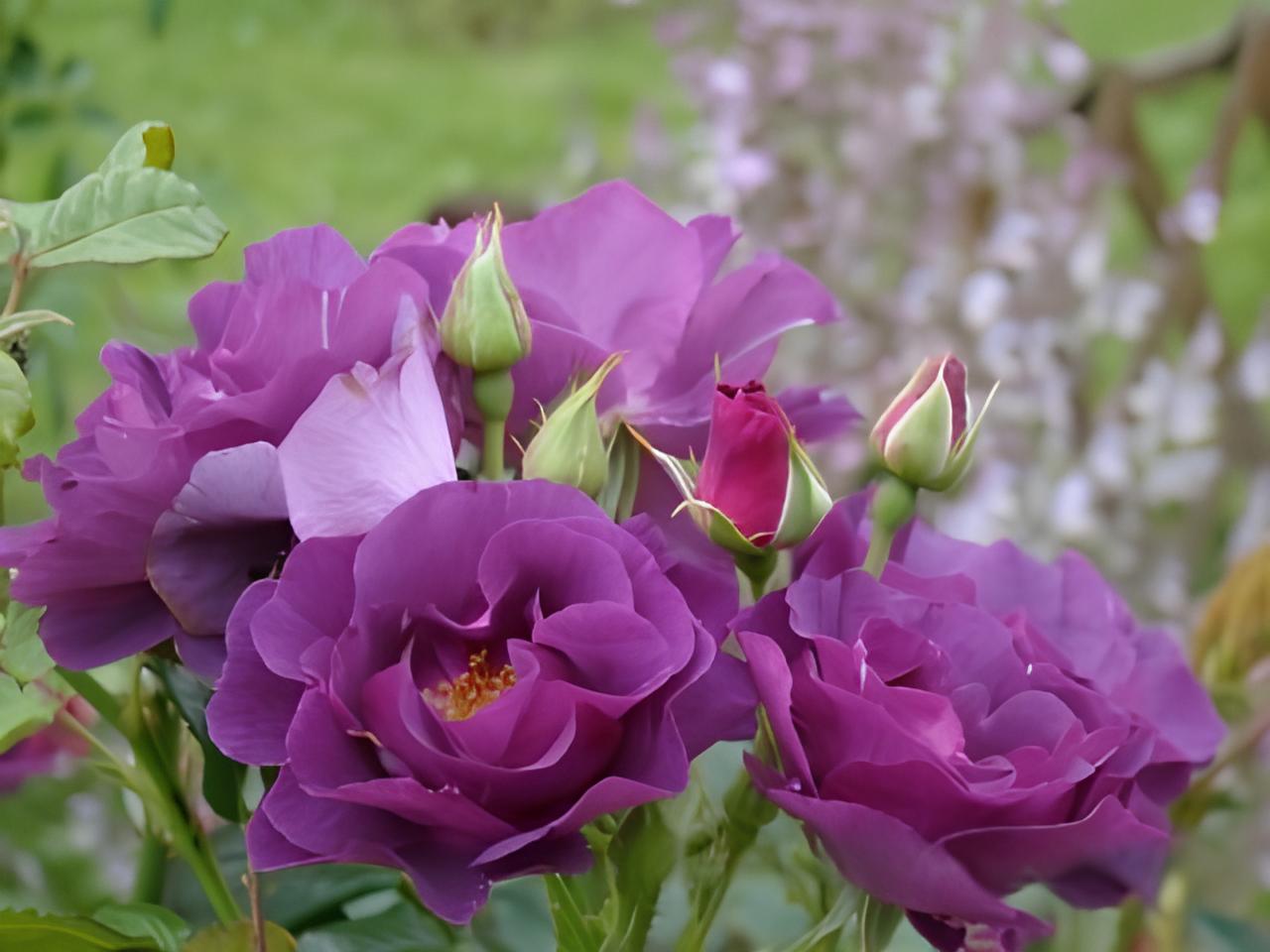 Rhapsody in Blue  Floribunda Rose